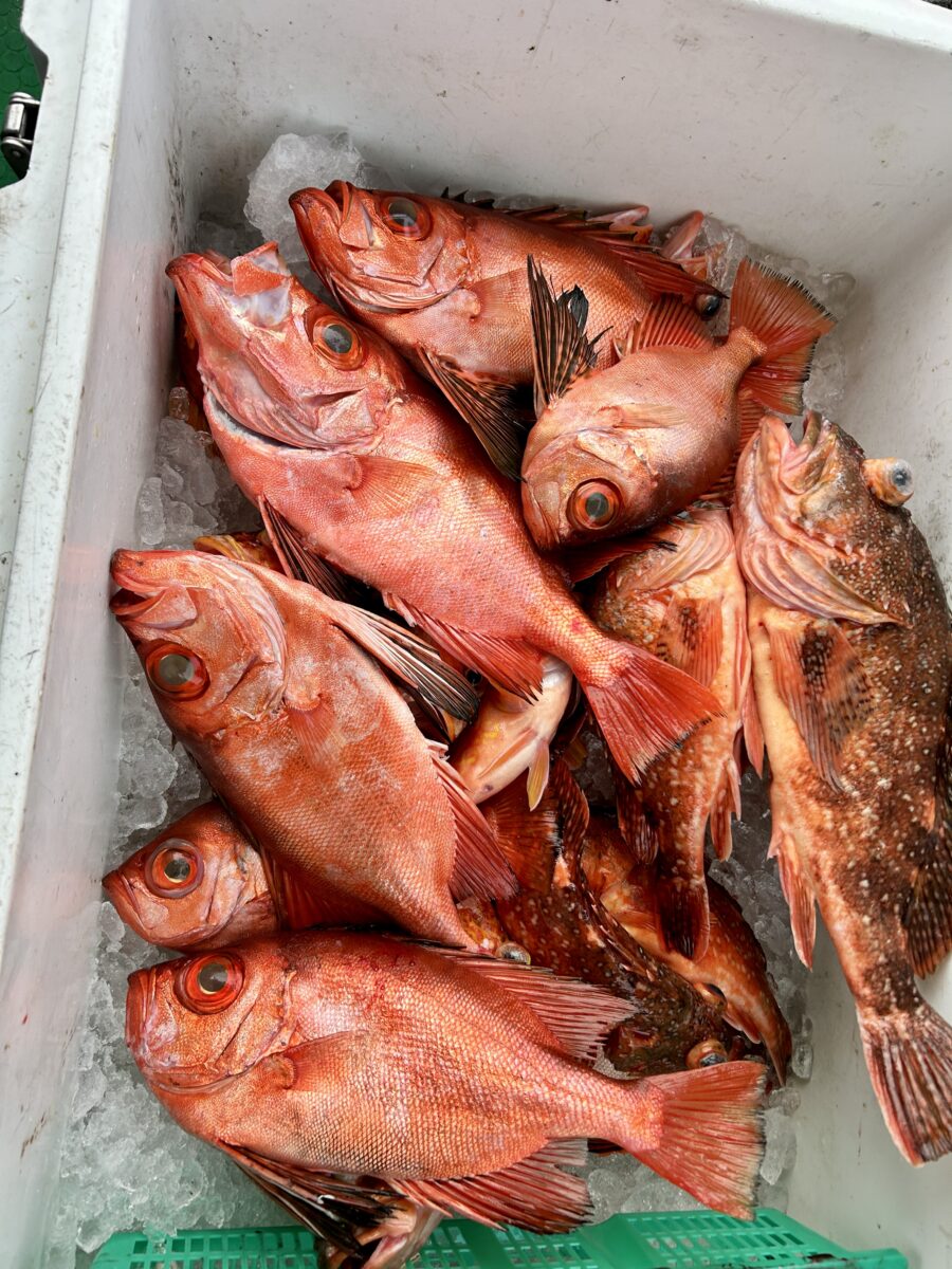 明けましておめでとう御座います！